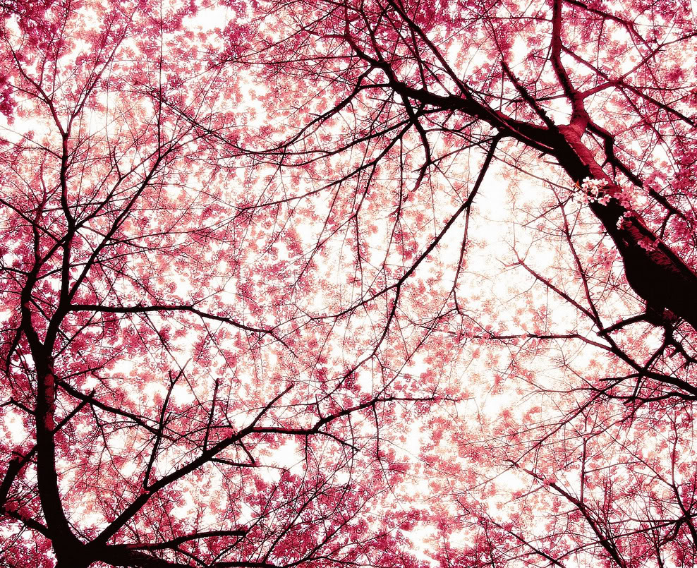CherryBlossoms